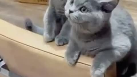 Cute kittens #19 __😹 funny cat videos __😹 funny baby animal videos __ Kitten meowing #shorts