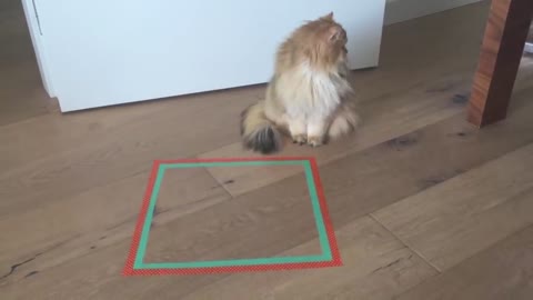 Will This Cat Sit Inside The Taped Square?