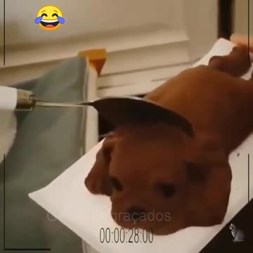 Funny Cats 2021- Funny cat reaction - funny video