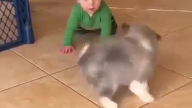 Baby Dog Playing with Baby Boy...Smart Video