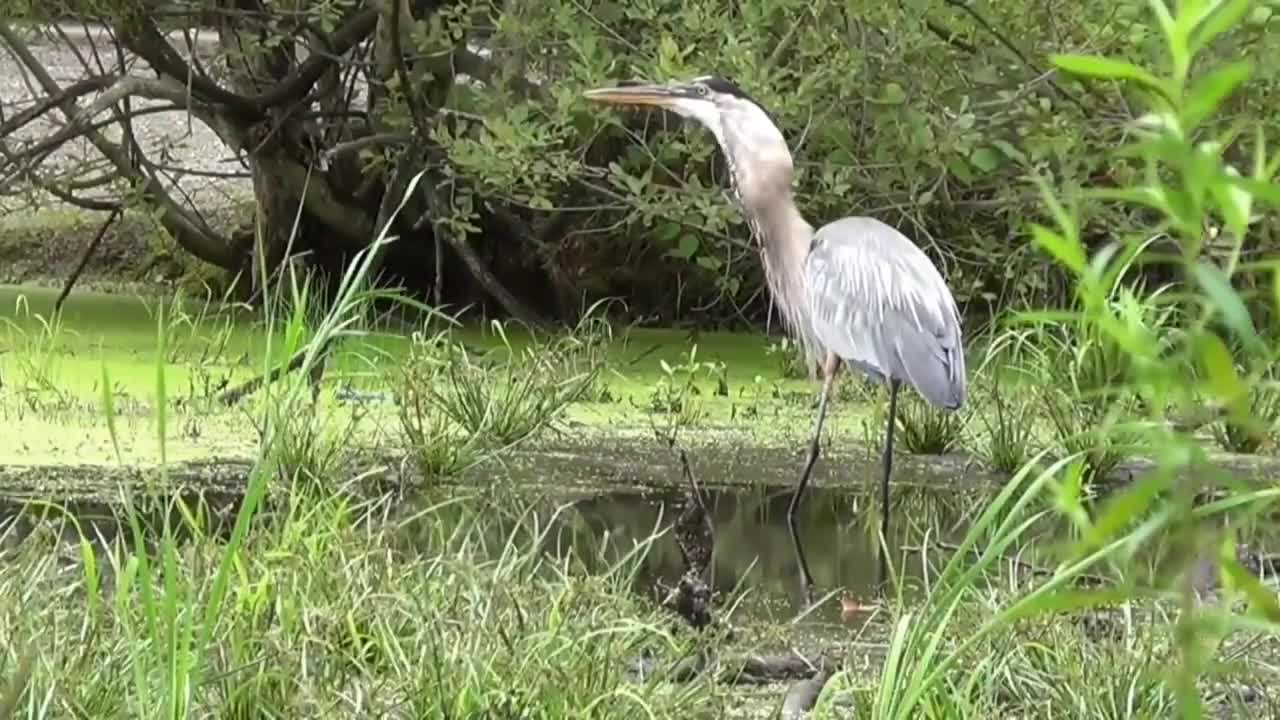 Damn bird! Let go of that fish. That's mine