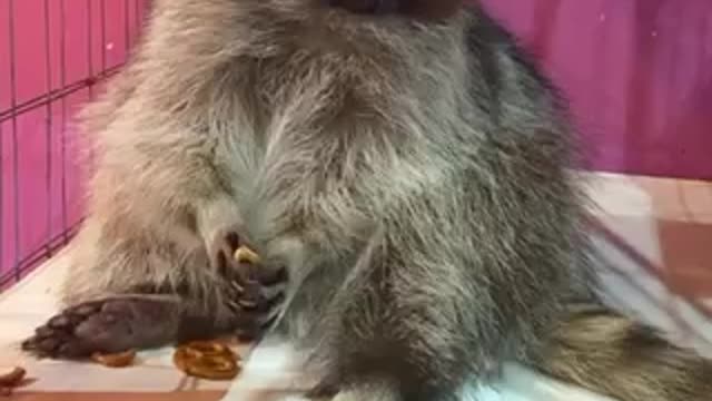 Raccoon eats