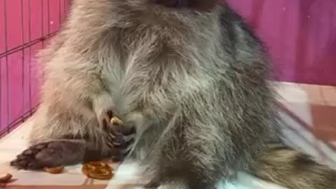 Raccoon eats