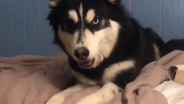 Funny dogs #FunnyDogs #dogs #funny #Trends​ #tiktok