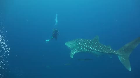 Underwater life caught