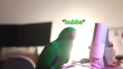 Bird Whispers Into Microphone for 5 Minutes Straight (to cure your sadness) *with subtitles*