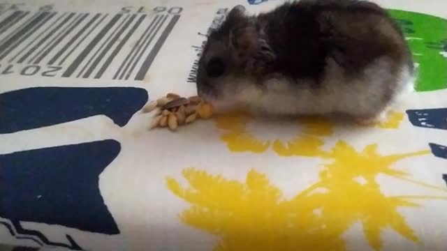 our little friend a hamster