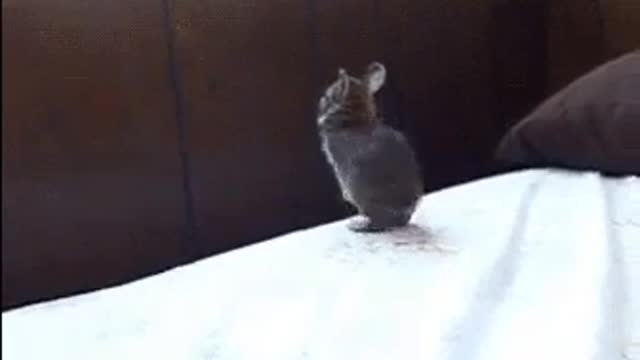 Rabbit jumping to the window can he make it