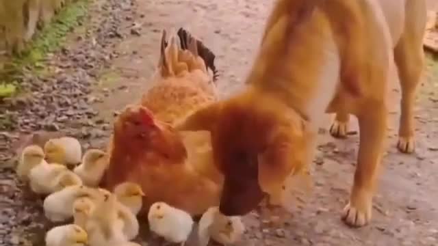 dog and chicken making out