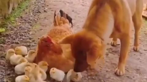 dog and chicken making out