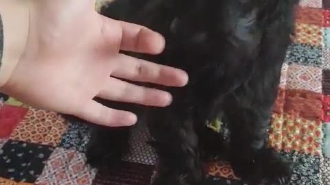 A slanted puppy licks his hand