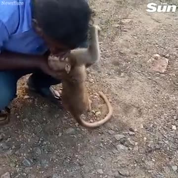 Taxi Driver revives a monkey