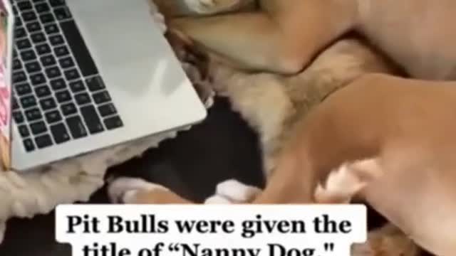 Ultimate baby dogs