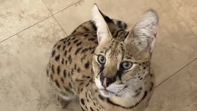 Cute and Funny Cat Videos Compilation - PART 33