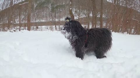 beautiful dog enjoying in the snow