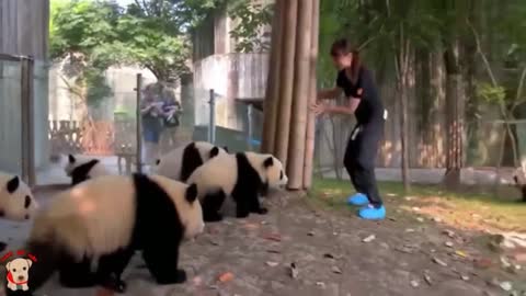 Panda chase the keeper