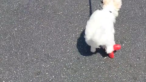 My Maltipoo Puppy in Red Bottom Shoes