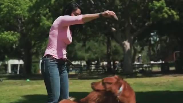 Dog training videos