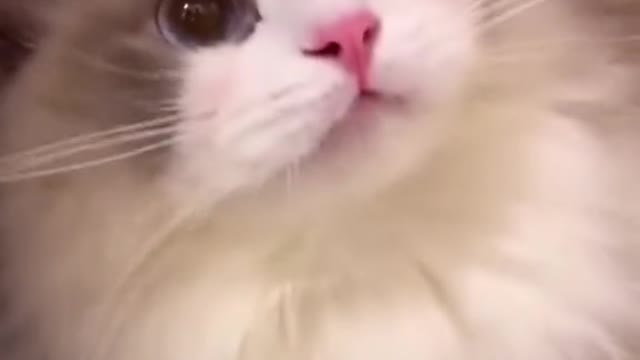 this is the cutest cat you will see today