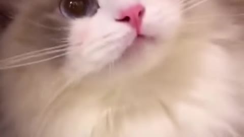 this is the cutest cat you will see today