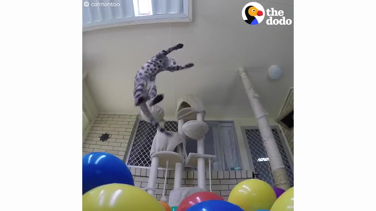 Most Talented Cats in the World | The Dodo