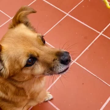 Small cute dog having an unusual snack