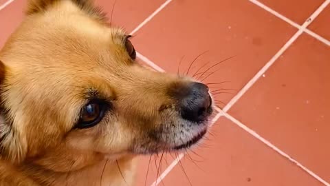 Small cute dog having an unusual snack