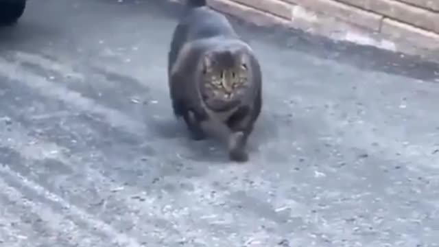 Muscle cat