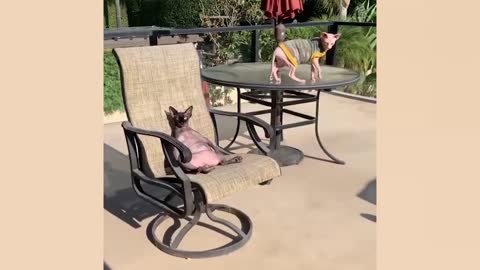 Funny cat fails, 🤣 🤣 🤣