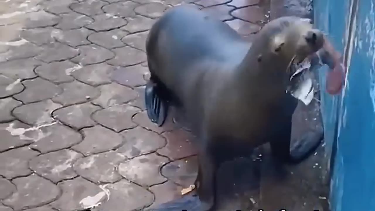 This little sea lion become the joy of the small fishing village.