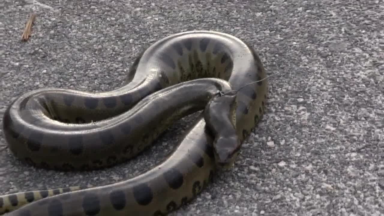 The anaconda