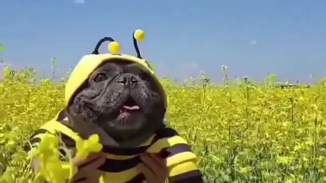 i am a bee