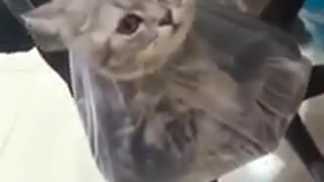 Try Not To Laugh | Cute Cat | Funny Cat | Moment | Short 😘