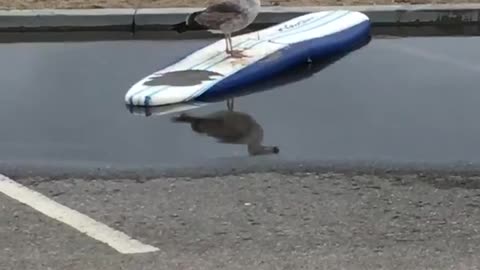 Seagull riding on a blue and white surf board