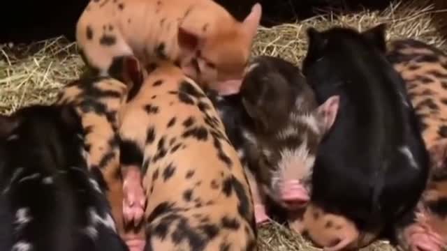 A bunch of cute little pigs