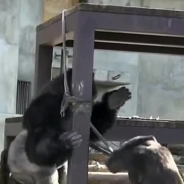 Funny Monkeys make me Happy