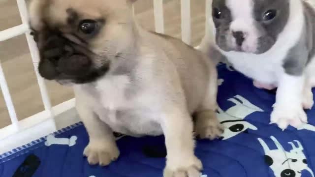 so cute puppy of Bulldog Shorts