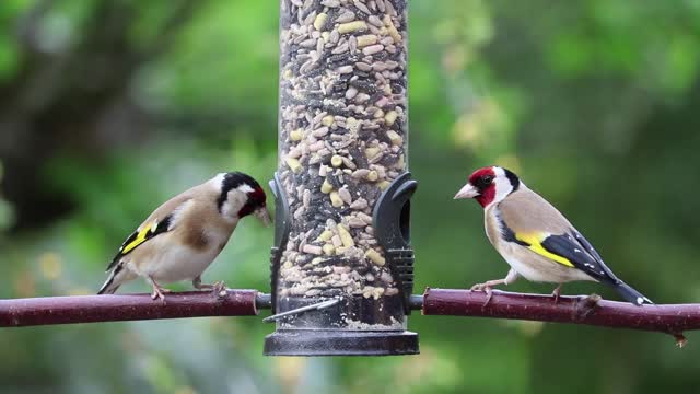 Goldfinches Eating / Bird Eating