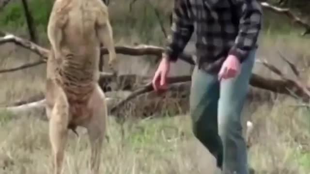 Boxing match kangaroo vs pitbull