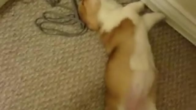 One Sleepy Corgi