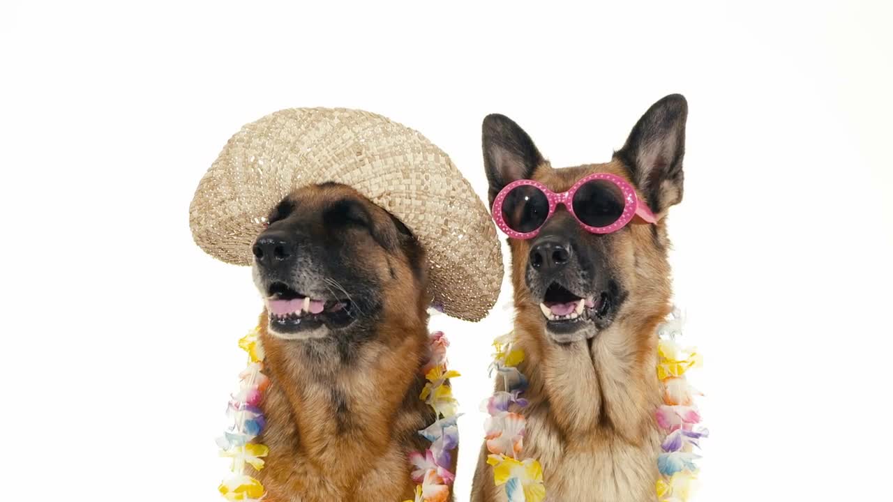 Group of purebreed alsatian dogs on white background