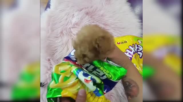 cute and funny baby dogs puppies16.5