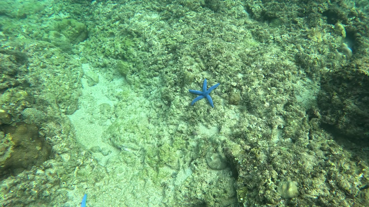 Discovering Blue Treasures: A Snorkeling Adventure with Blue Starfish