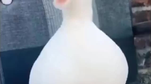 Duck Laughing Funny