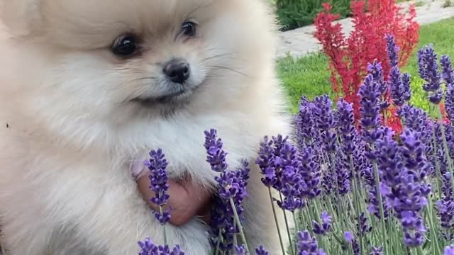 Doggy funny video status ♥️ cute doggy style doggy