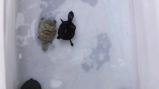 turtle following little fish