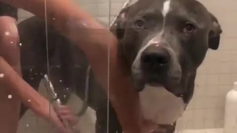 Dog is bathing in bathroom 😂🤣