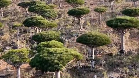 The Beauty Of The Unique Island Of Socotra.