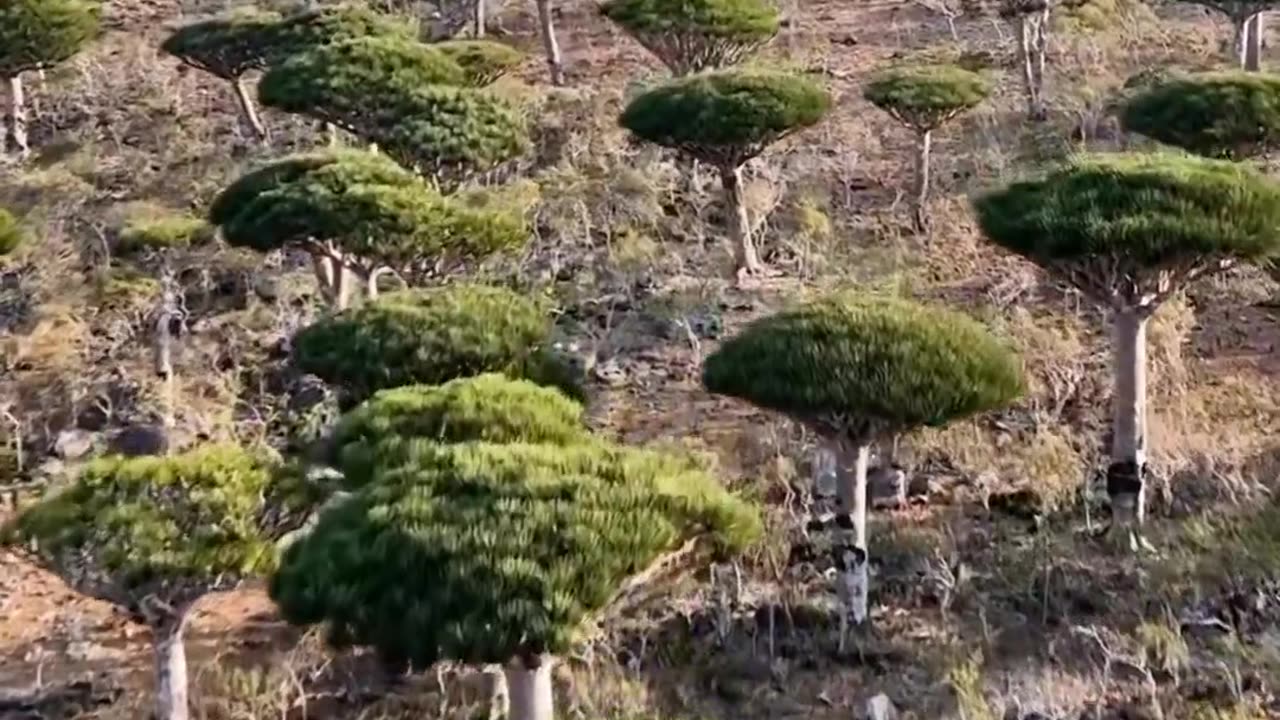 The Beauty Of The Unique Island Of Socotra.