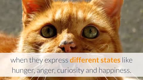 Learn How To Speak Cat Language And Communicate With Your Cat